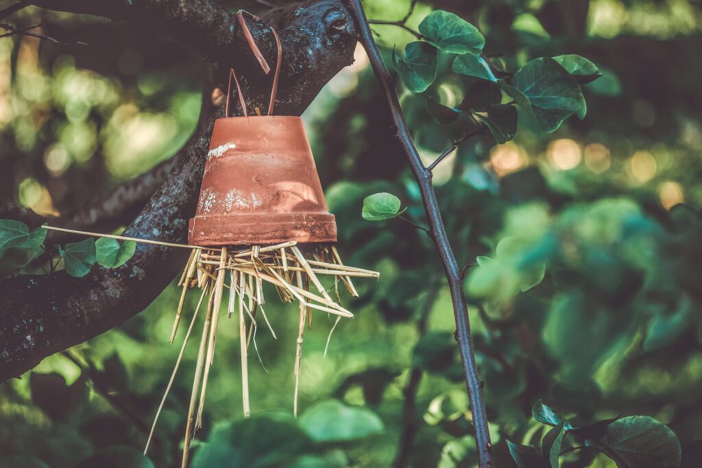Clay Pot hanging from a tree with Straw