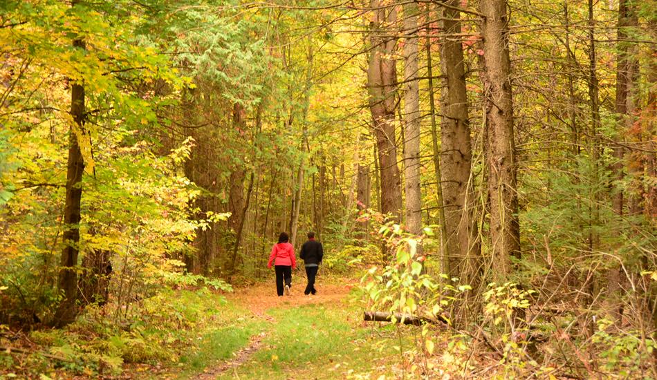 A couple strolling through a forest on a fall day, surrounded by the warm hues of autumn. Fallen leaves cover the trail, creating a picturesque scene of seasonal beauty and tranquility.