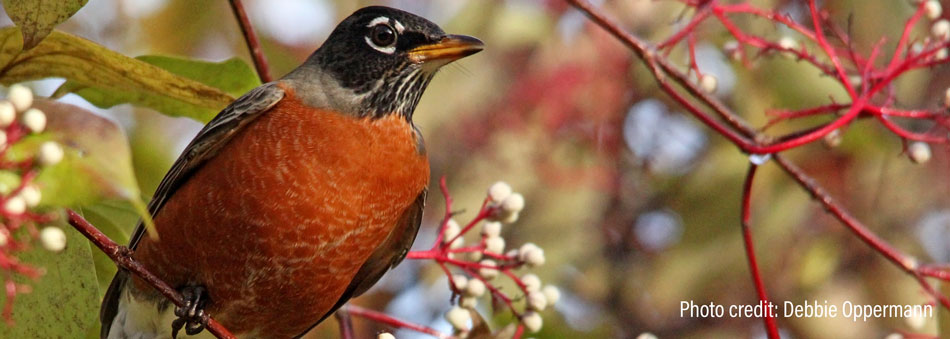 A robin perched on a berry-filled shrub