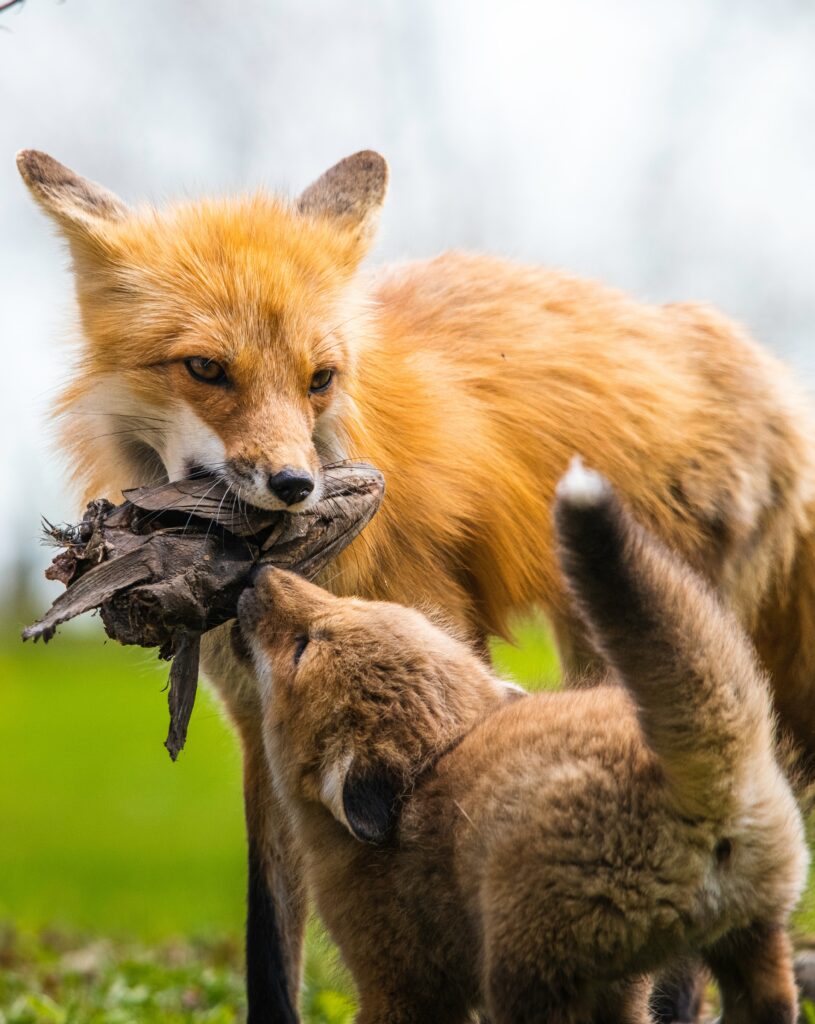 A mama fox playing with her kit.