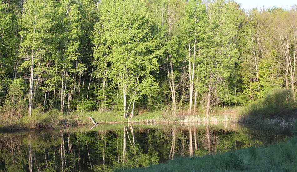 A captivating image of a lush forest situated by a pond, featuring towering trees with abundant green leaves. The sunlight bathes the scene as reflections of the majestic trees is mirrored in the calm water.