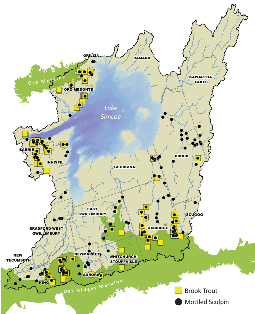 A map of brook trout and mottled sculpin capture sites across the Lake Simcoe watershed.