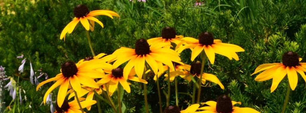 A close up photo of bunch of Black-eyed Susan flowers. These native flowers attract pollinators to your yard and garden.