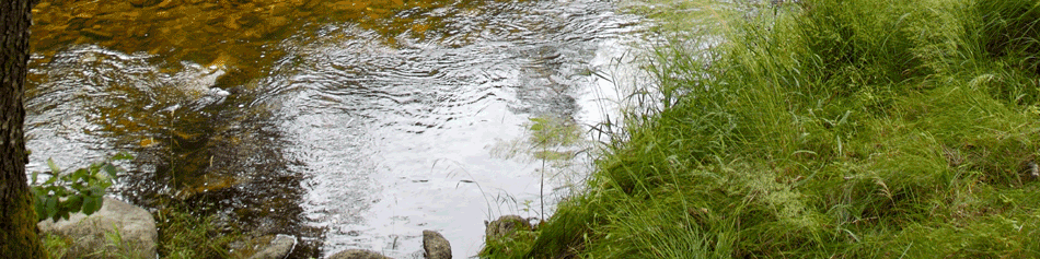 A creek with rippling water beside a bank covered in green plants.