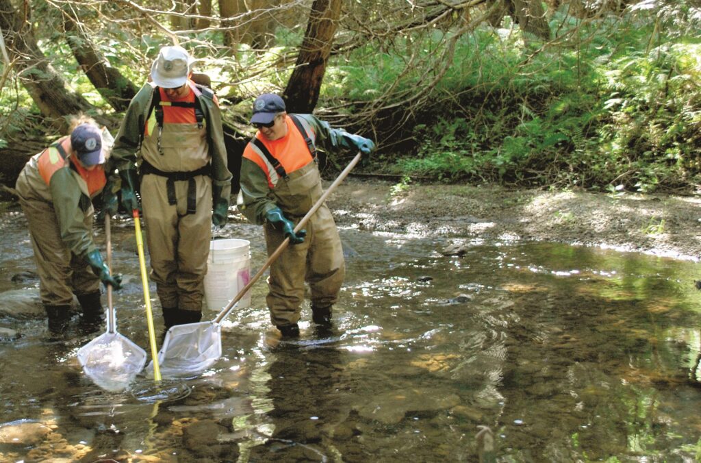 3 LSRCA staff members wearing electrofishing packs and holding nets to catch fish samples in a stream.