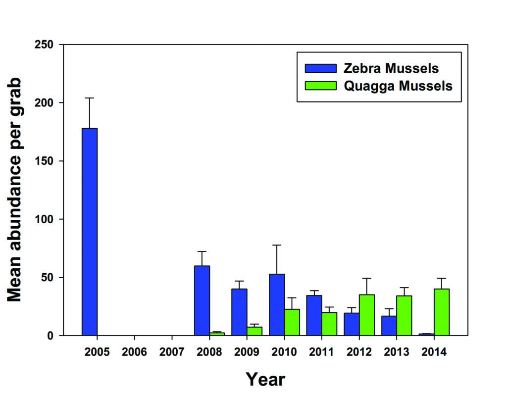 A graph showing abundance of zebra and quagga mussels. Zebra mussels are decreasing while quaggas are increasing.