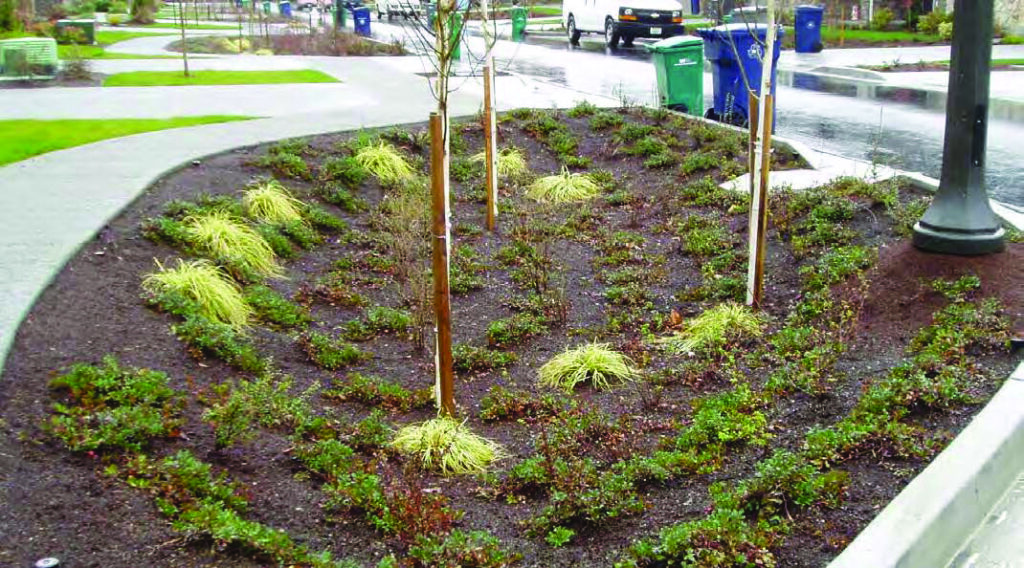 Freshly planted native plants and trees in a rain garden. Rain gardens help water soak into the ground.