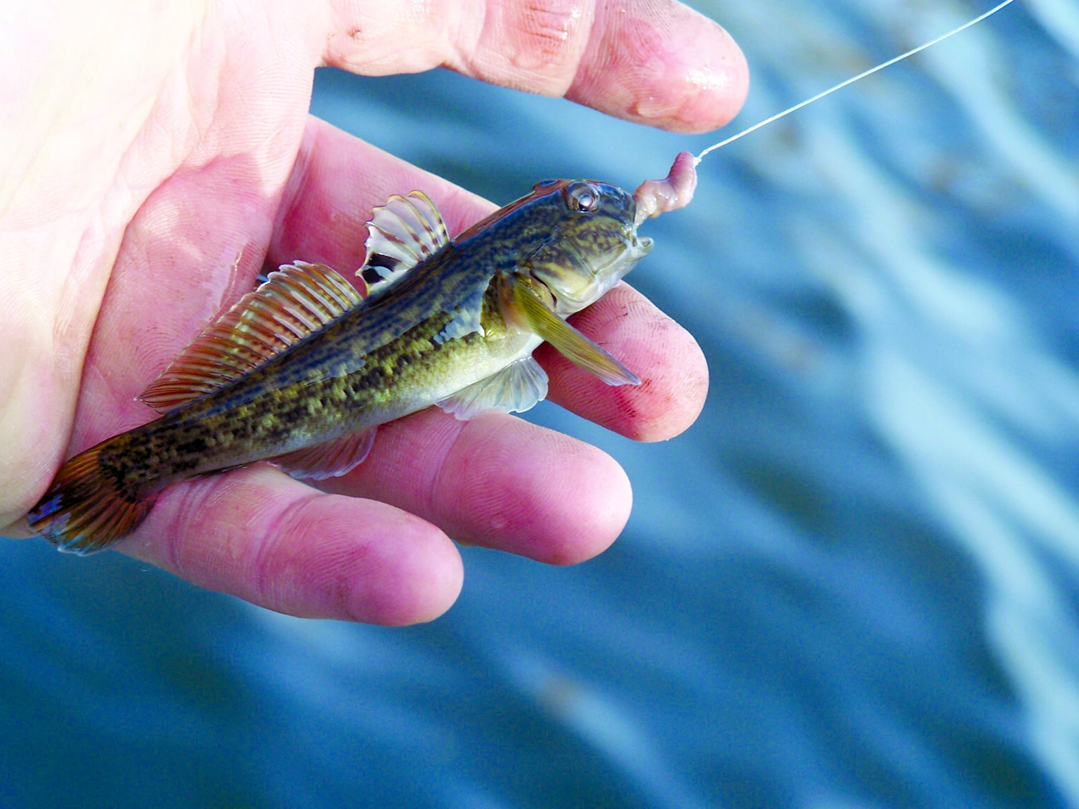 A hand holding a round goby fish, an invasive species.