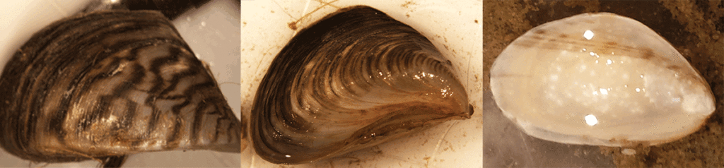 3 types of mussels - zebra, quagga and quagga deepwater mussels.