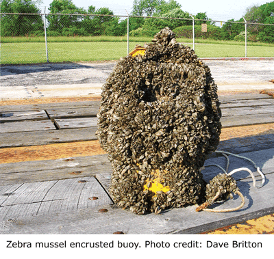 A buoy completely covered in zebra mussels.