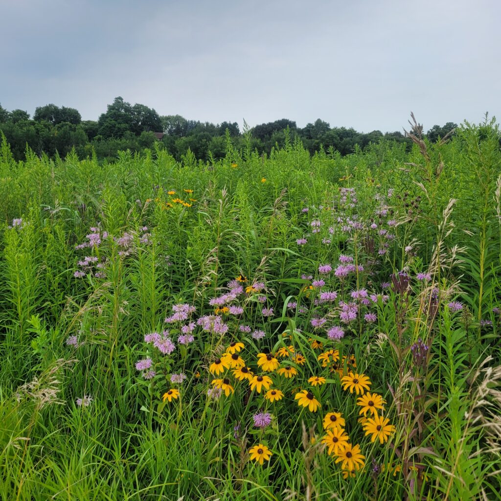 a grassland with native black eyed susan flowers and other natives and grasses 
