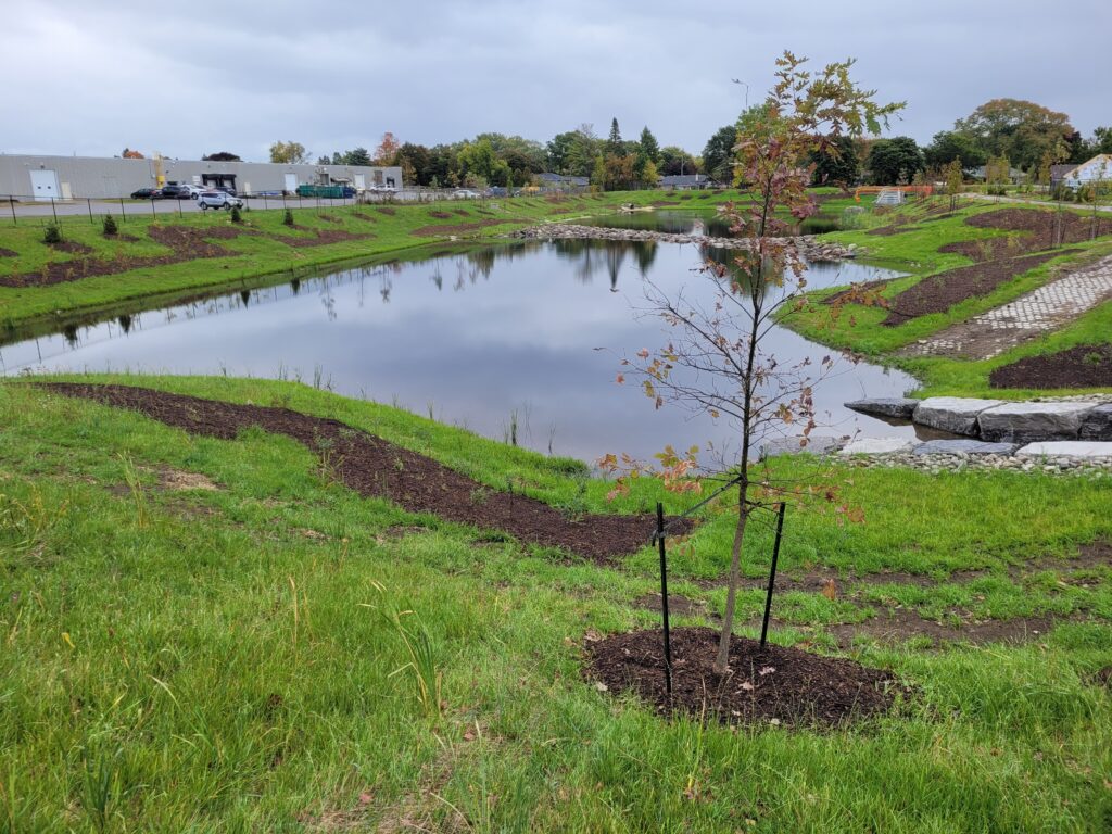 A stormwater pond surrounded by green grass and new trees