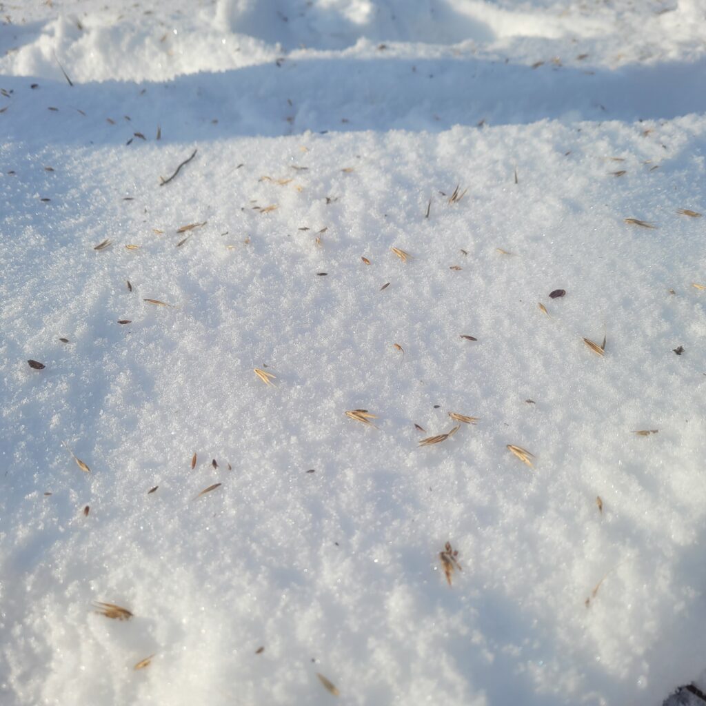 Seeds on snow