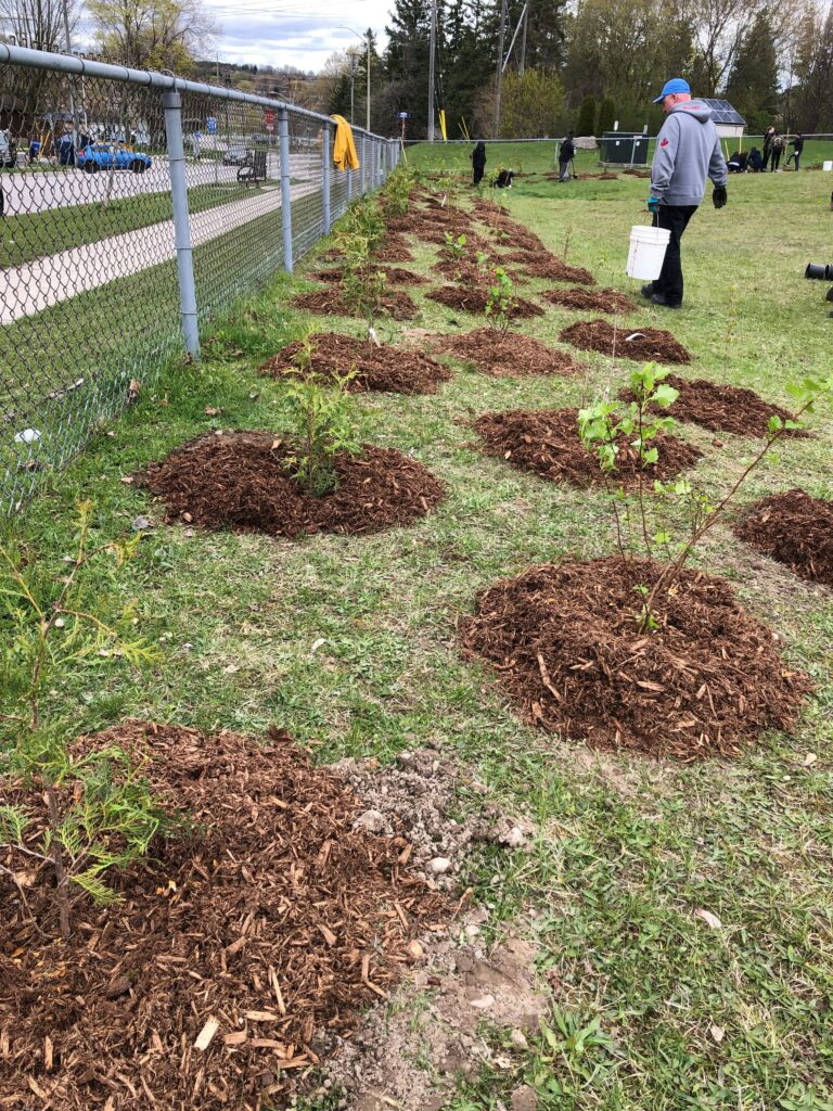 Newly planted trees and shrubs with mulch around them in a donut shape on a cloudy day